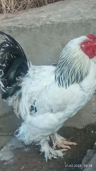 Продаются петухи брама разных мастей