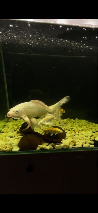 Карп Кои платина вуаль