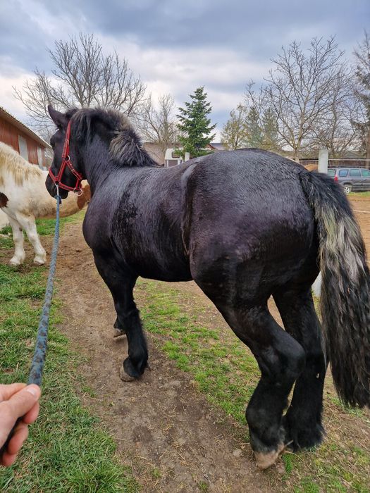 Vând sau schimb mânz sur