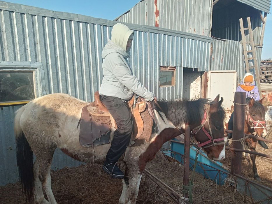 Сельхоз животные лошади