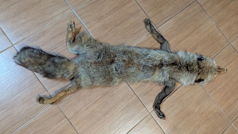 Кожа от лисица.      .