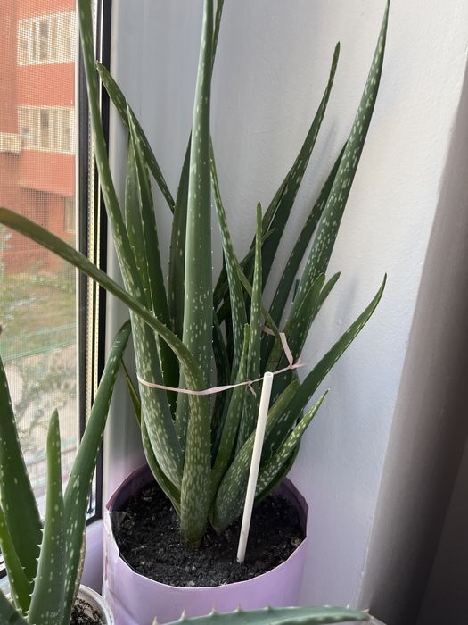 Комнатные растения