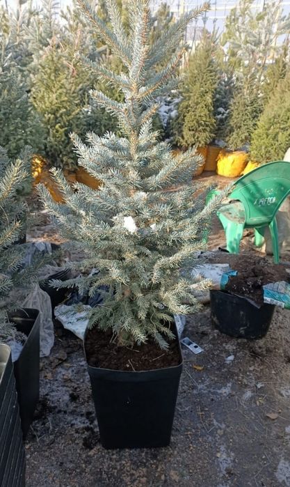 Ёлка новогодние живые