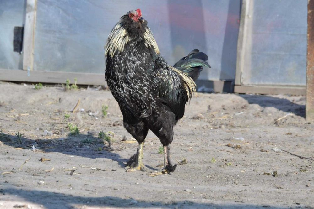 Продавам оплодени яйца за инкубация