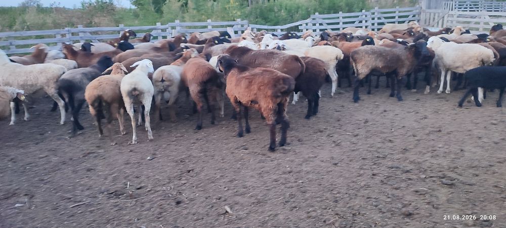 продам баранов, овцы.