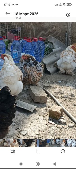 Продаются яйца курей породы  брама