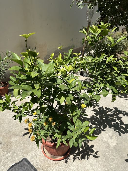 limon koʻchatilari ,