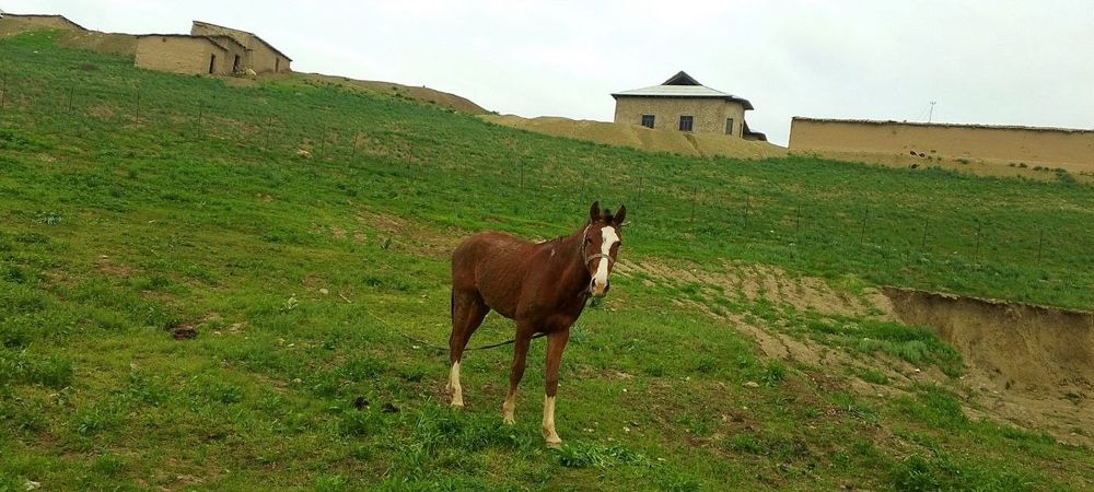 Qora mollar sotiladi srochni