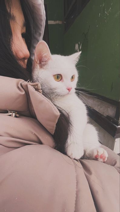 британский кошкаа