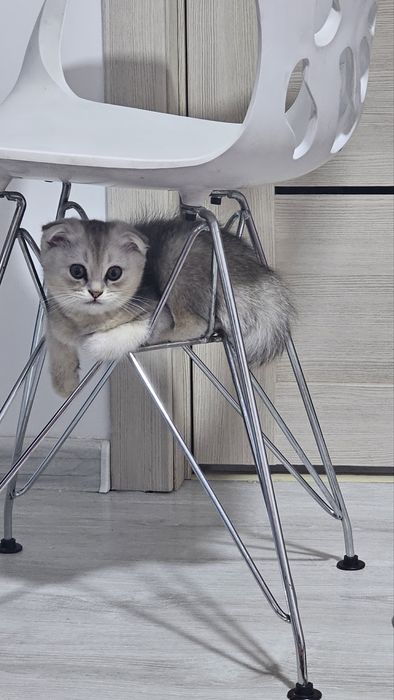 Скотиш фолд мальчики