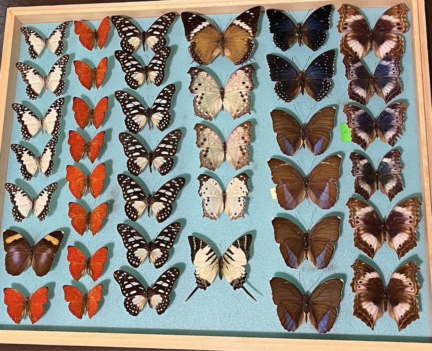 Колекция насекоми пеперуди