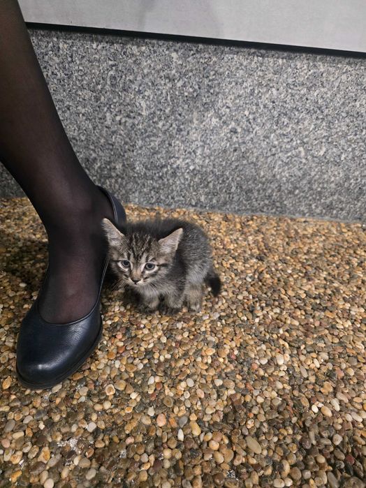 Отдам котенка в добрые руки