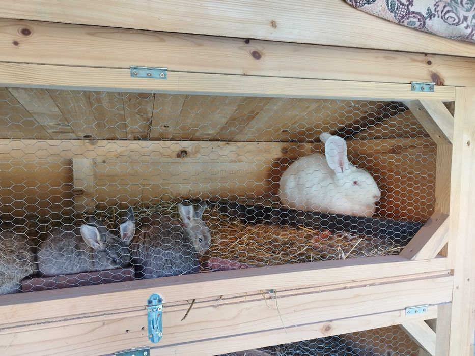 Зайчарници клетки за зайци