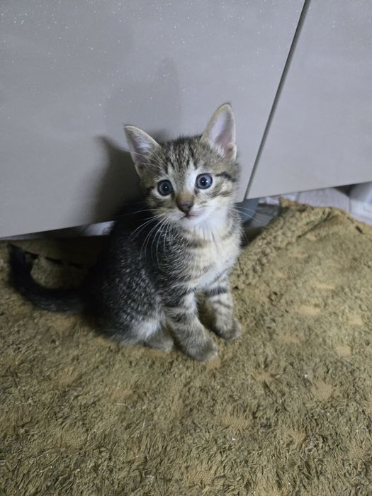 Отдадим котиков.