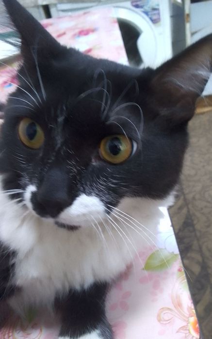 Отдам кота  4 месяца