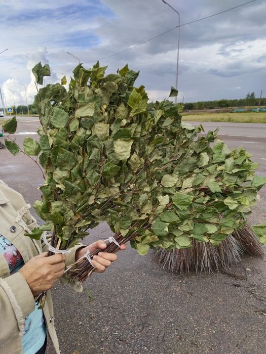 Березовые венники
