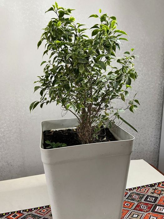 Комнаты цветы и офисные