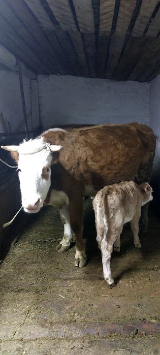 Сиыр: Симментальской , ак бас. Бұзаулары ұрғашы 
Про