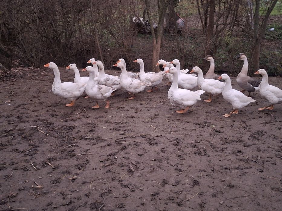 Vând gâște  tinere