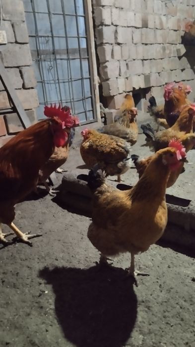 Кучинские цыплята