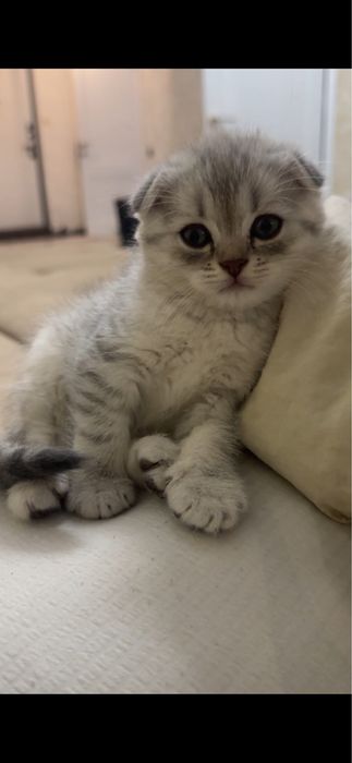 котята вислоухие шотладские