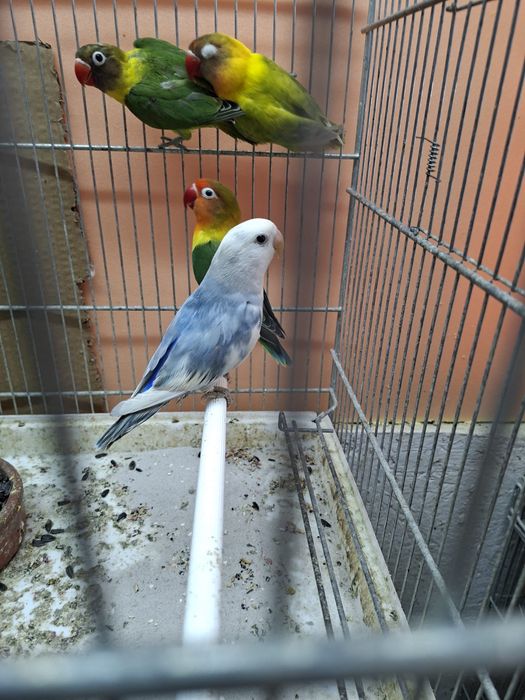 Agapornies culori variate