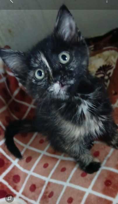 Котёнок девчушка