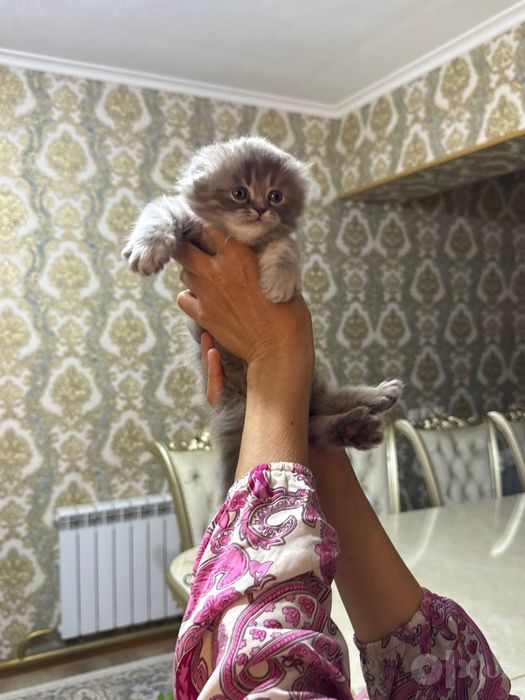 Котёнок на продажу