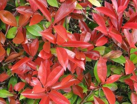 Photinia Red Robin 40-60 cm