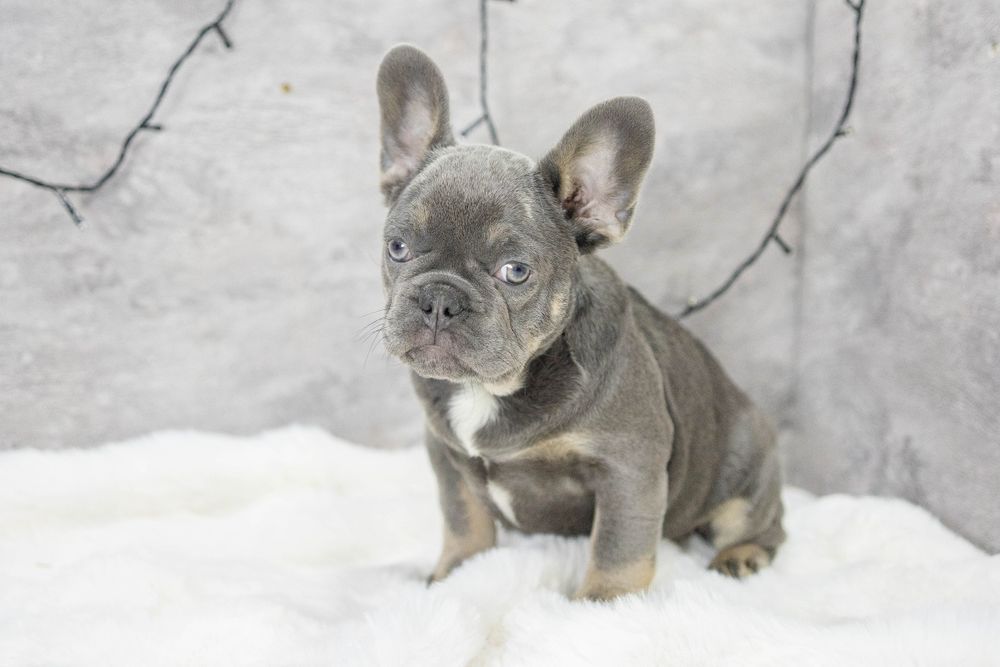 bulldog francez lilac tan