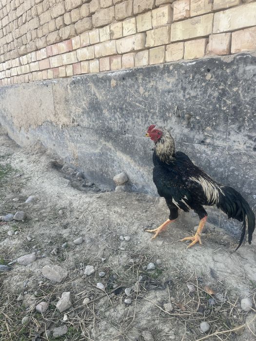 7 oylik joʻja urushmagan hali