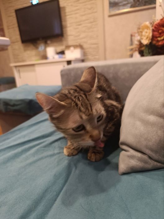 Пристраивается кошечка!