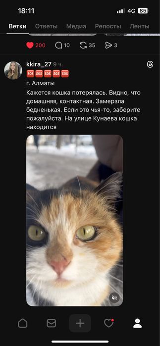 Ищем хозяина для кошки бездомной