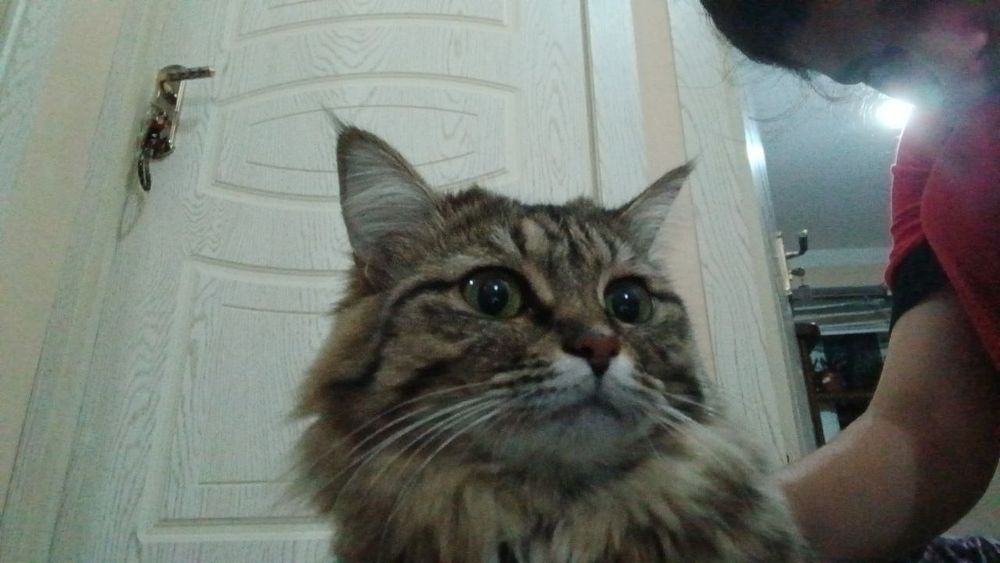 Sotiladi toza uyda domda boqilgan zoti sibiriskiy