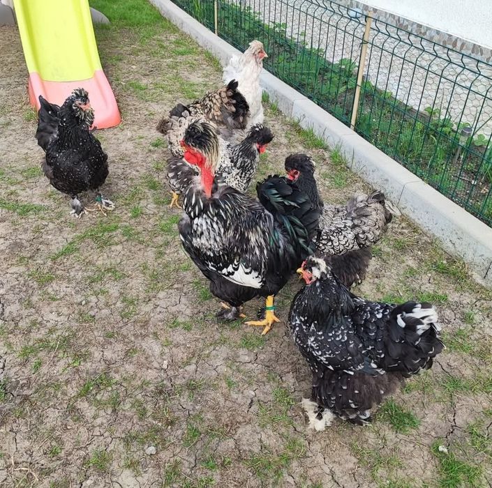 Oua incubat găini moțate barboase golașe frezate