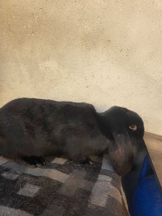 Iepuri berbec german