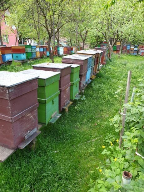 Vand familii de albine