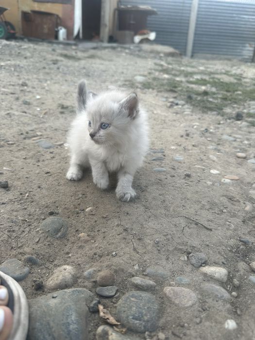 Продам милых котят