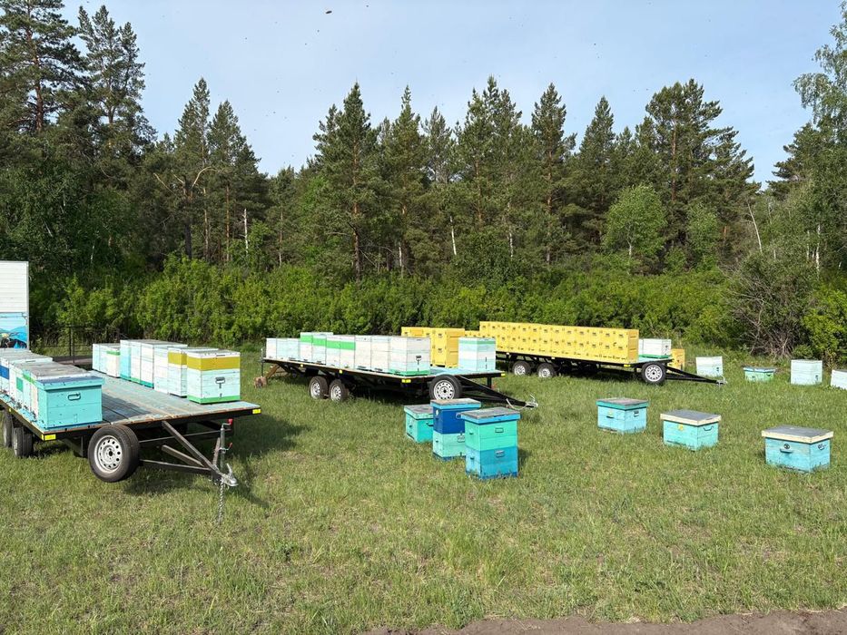 БАЛ. МЁД. МЕД. Натурал.