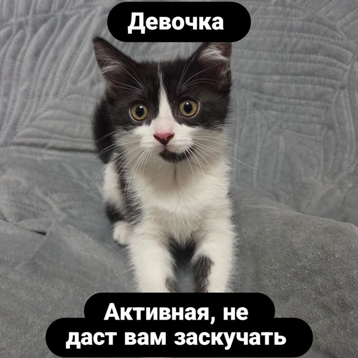 Котята, британцы