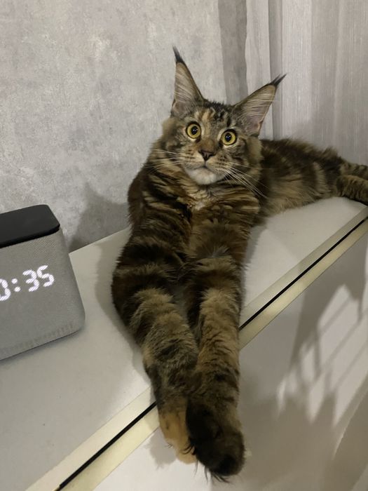 Ищем жениха для девочки, годик!