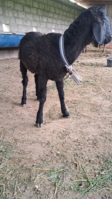 Qazoqi qo'chqorcha satiladi