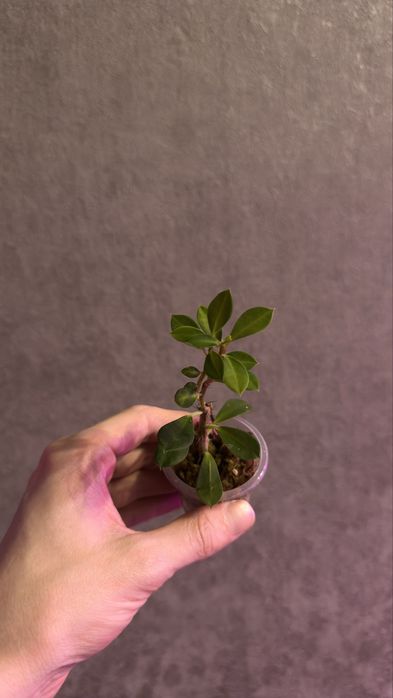 Продам разных малышей растений.