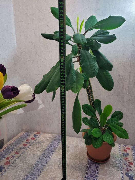 Комнатное растение молочай