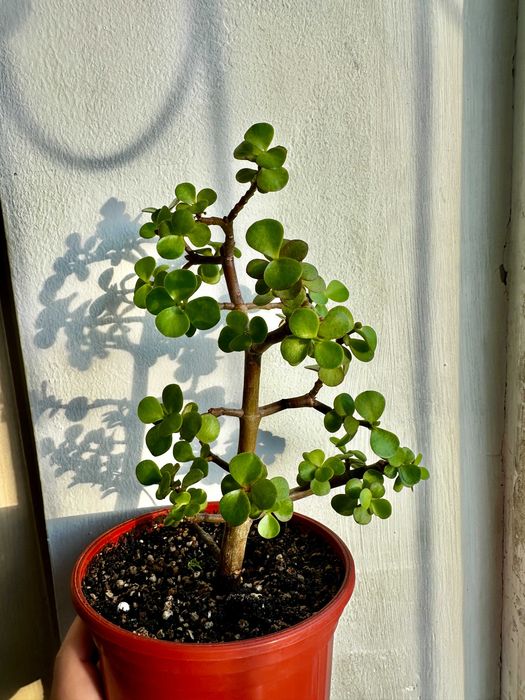 Портулакария афра