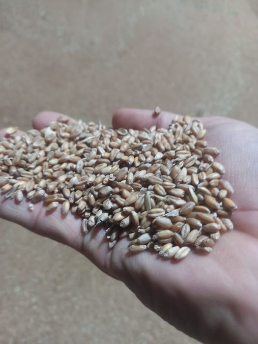 Кормовая мука самовывоз