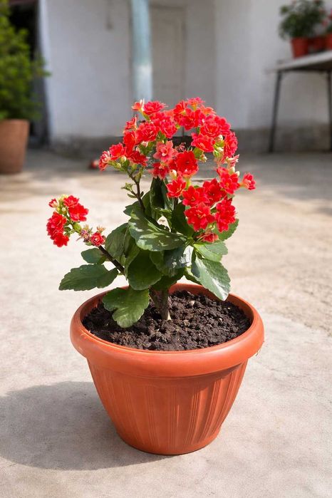 Комнатные  цветы