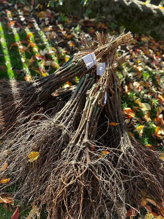 Butași viță de vie