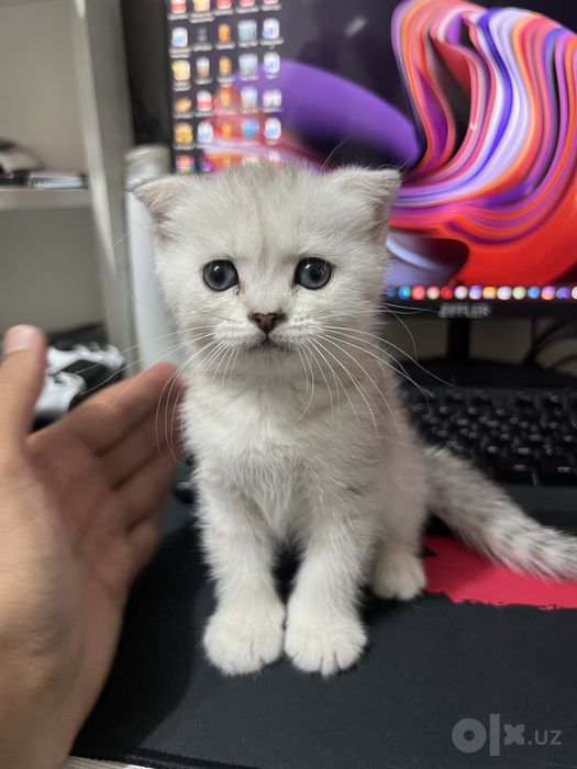 Mushukcha sotiladi. Scottish Fold paroda