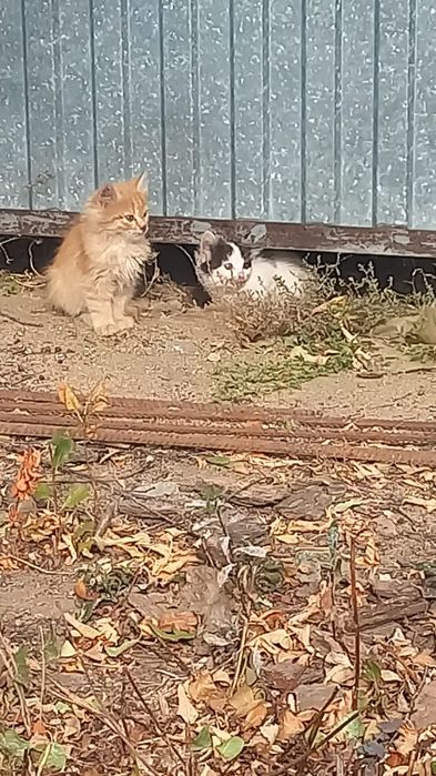 Отдадим котят в добрые руки